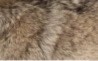 photo texture of fur 0020